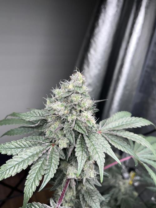 first time in coco grow. Week 12 - Kush mallow