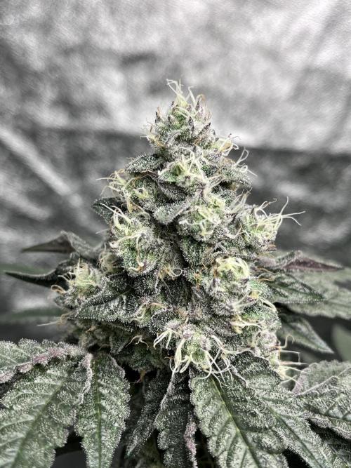 first time in coco grow. Week 12 - Kush mallow