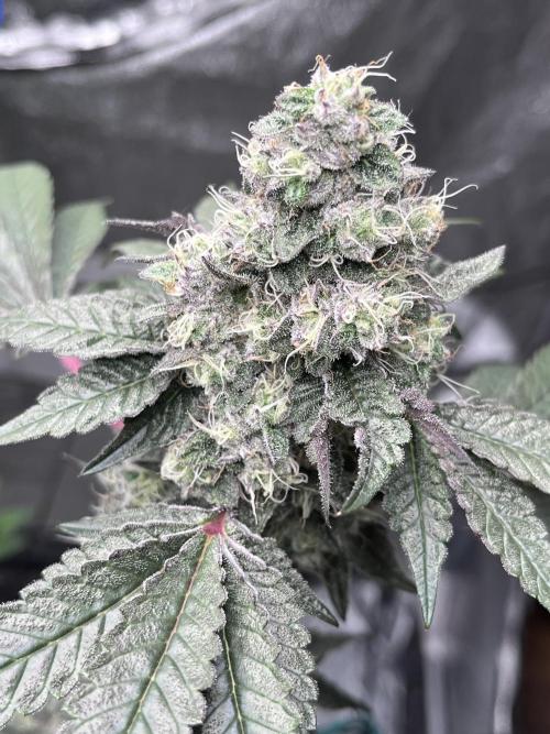 first time in coco grow. Week 12 - Kush mallow