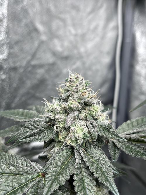 first time in coco grow. Week 12 - Kush mallow