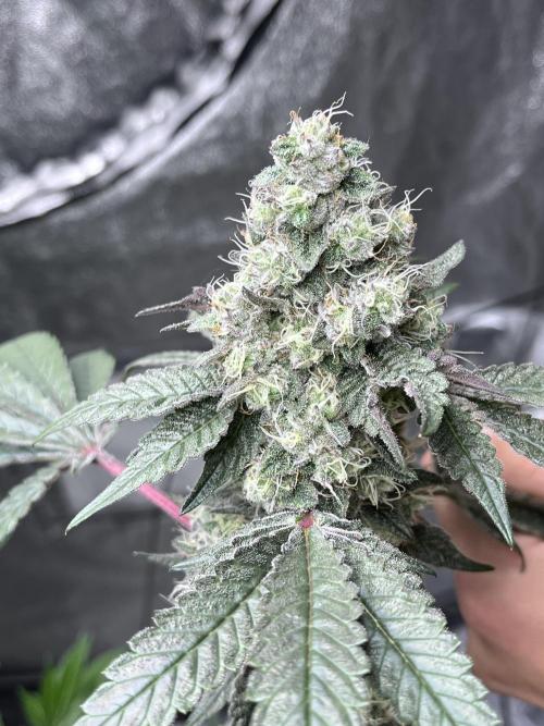 first time in coco grow. Week 12 - Kush mallow