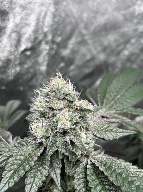 first time in coco grow. Week 12 - Kush mallow