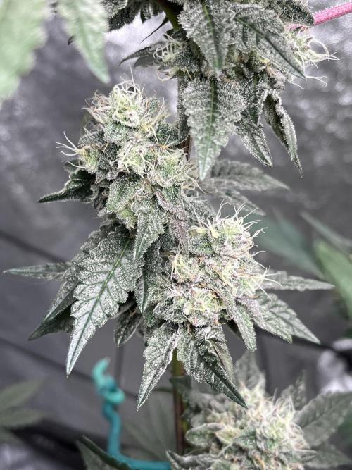 first time in coco grow. Week 12 - Kush mallow