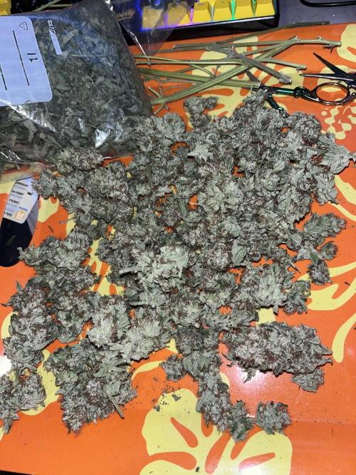 first time in coco grow. Week 13