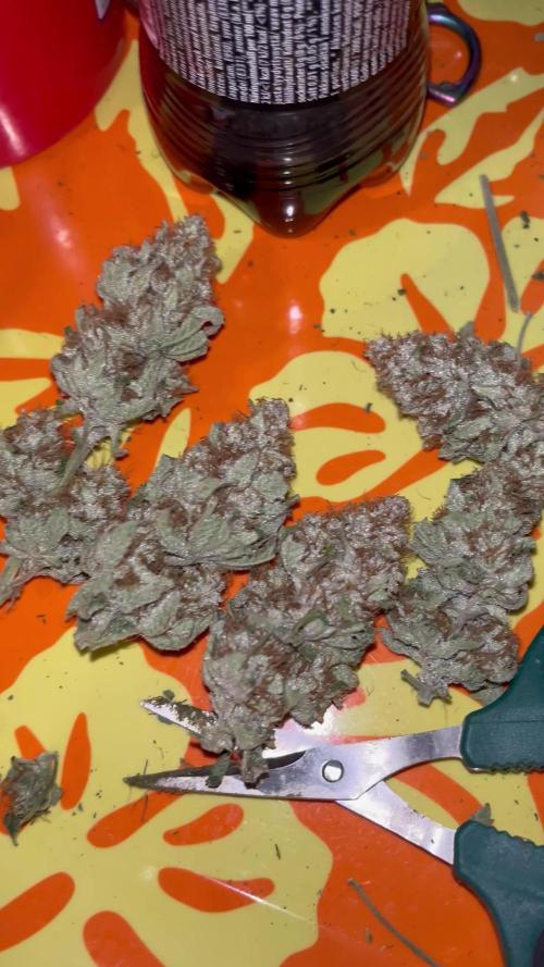 first time in coco grow