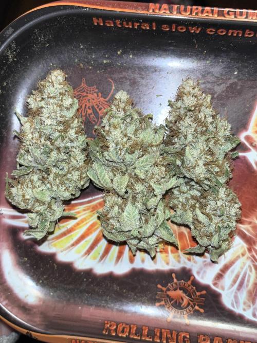 first time in coco grow. Week 13