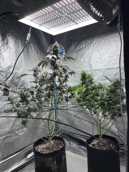 first time in coco grow. Week 13 - Both of my ladies