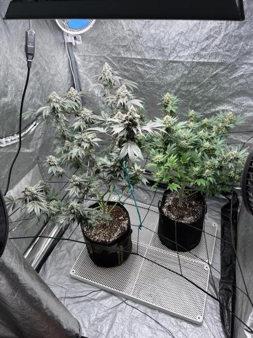 first time in coco grow. Week 13