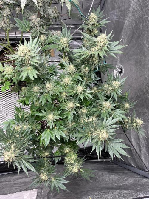 first time in coco grow. Week 13 - Pure glitter