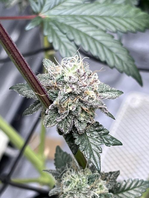 first time in coco grow. Week 13 - Kush mallow