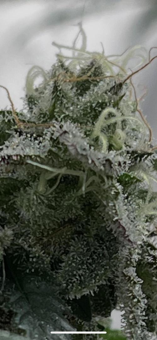 first time in coco grow. Week 13 - Kush mallow trichomes