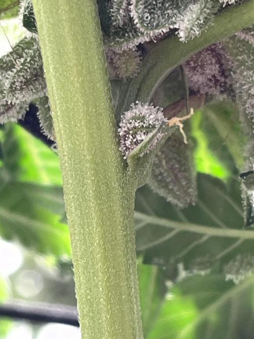 first time in coco grow. Week 13 - Dense trichomes