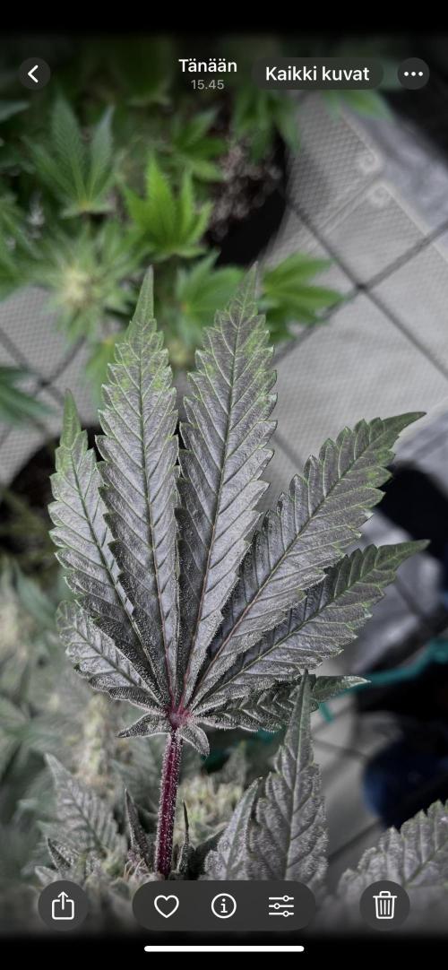 first time in coco grow. Week 13 - Nice color on leaf