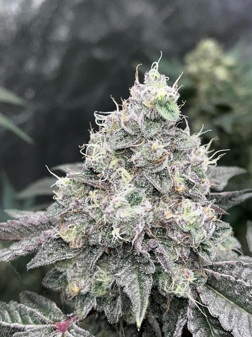 first time in coco grow. Week 13 - Kush mallow