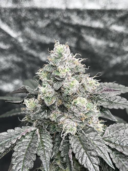 first time in coco grow. Week 13 - Kush mallow