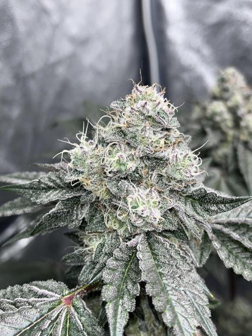 first time in coco grow. Week 13 - Kush mallow