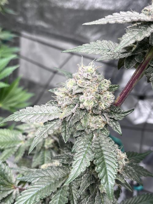 first time in coco grow. Week 13 - Kush mallow