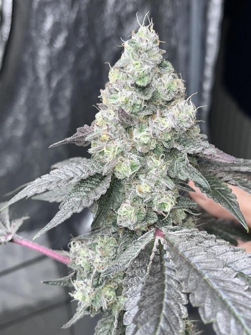 first time in coco grow. Week 13 - Kush mallow