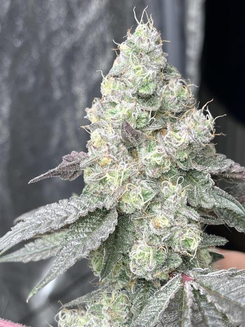 first time in coco grow. Week 13 - Kush mallow