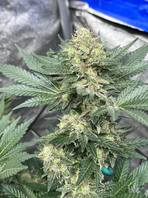 first time in coco grow. Week 13 - Pure glitter