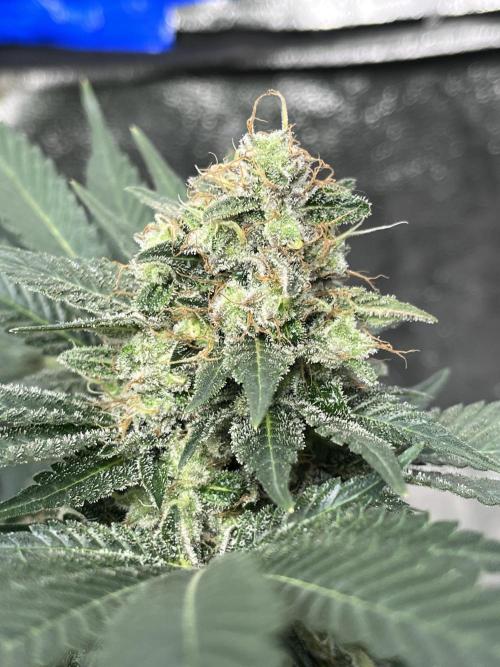 first time in coco grow. Week 13 - Pure glitter