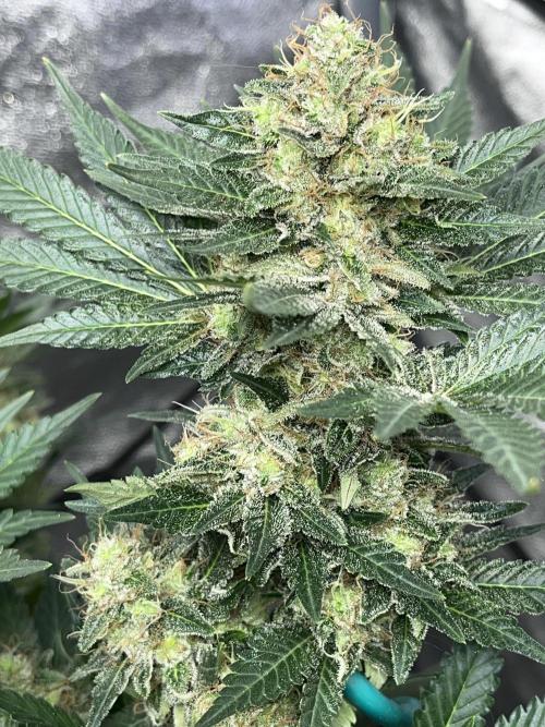 first time in coco grow. Week 13 - Pure glitter