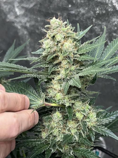 first time in coco grow. Week 13 - Pure glitter