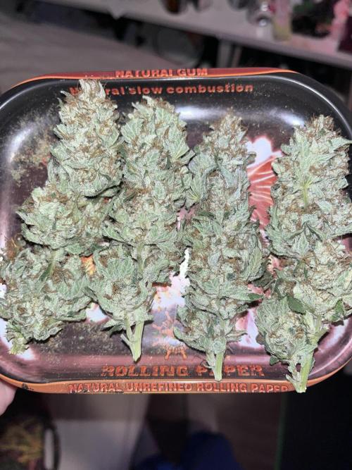 first time in coco grow. Week 14