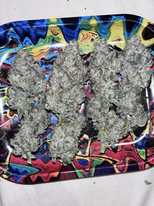 first time in coco grow. Week 14