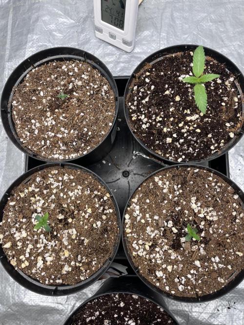 ethos/exotic/growers choice seeds. Week 1