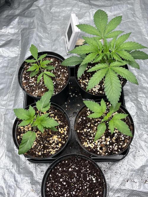 ethos/exotic/growers choice seeds. Week 2