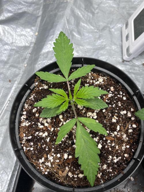 ethos/exotic/growers choice seeds. Week 2