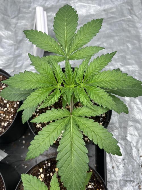 ethos/exotic/growers choice seeds. Week 2