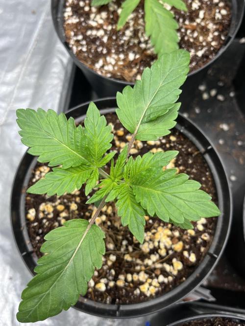 ethos/exotic/growers choice seeds. Week 2