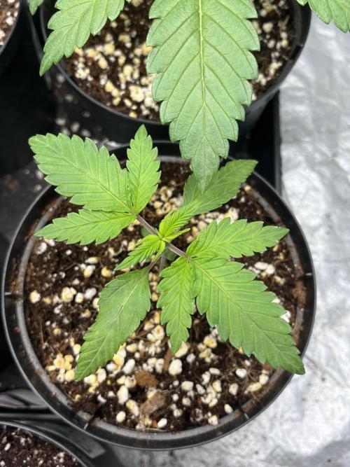 ethos/exotic/growers choice seeds. Week 2