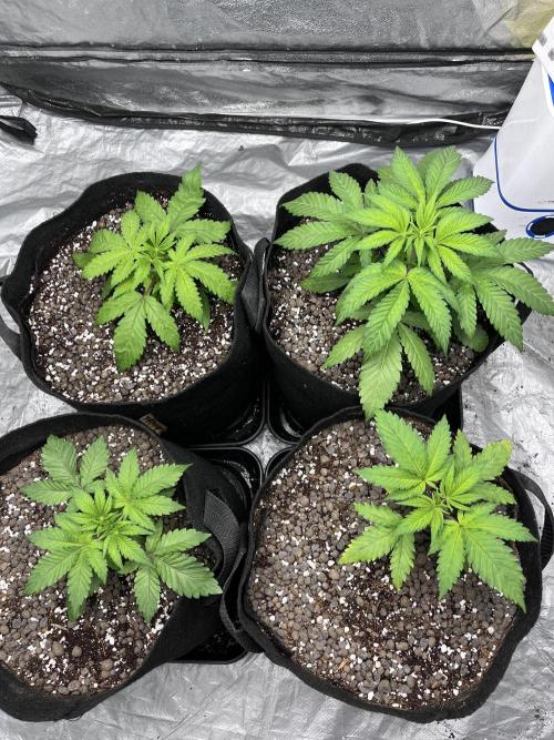 ethos/exotic/growers choice seeds. Week 3