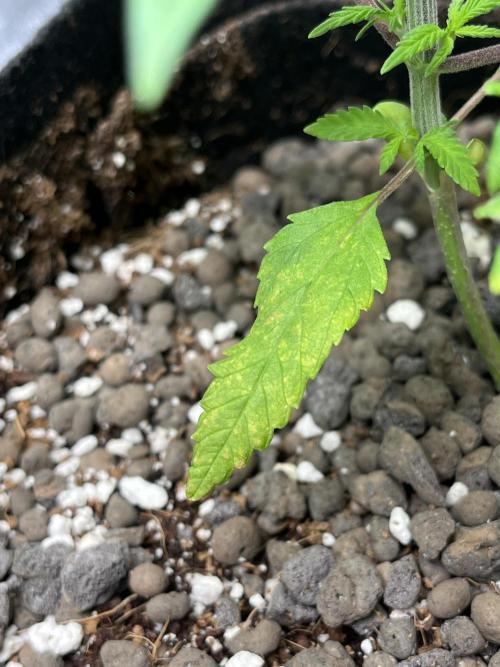 ethos/exotic/growers choice seeds. Week 3