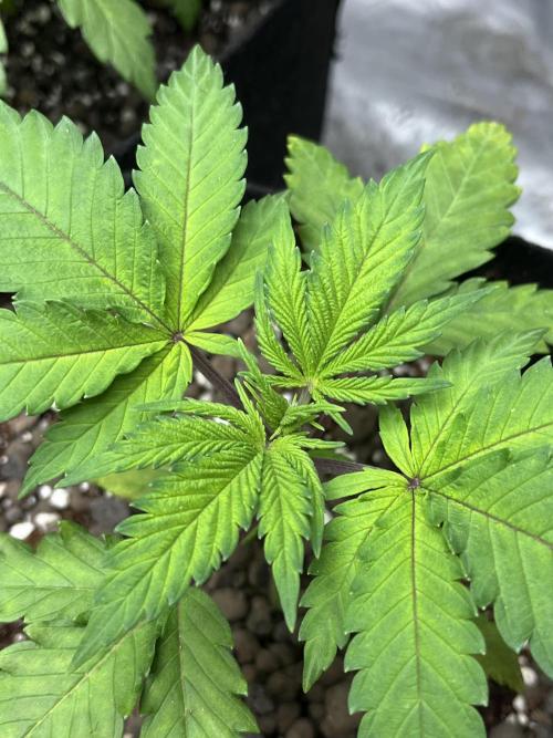 ethos/exotic/growers choice seeds. Week 3 - Grape balls of fire