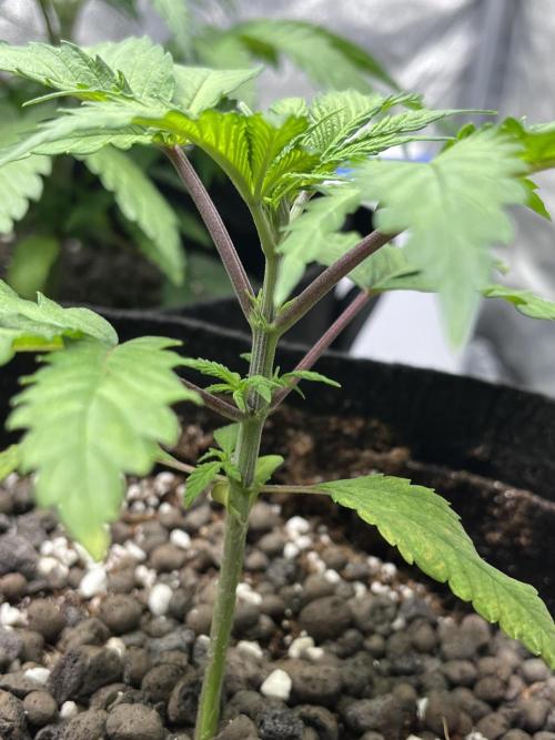 ethos/exotic/growers choice seeds. Week 3 - Grape balls of fire