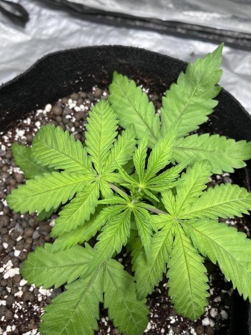 ethos/exotic/growers choice seeds. Week 3 - Original oreoz