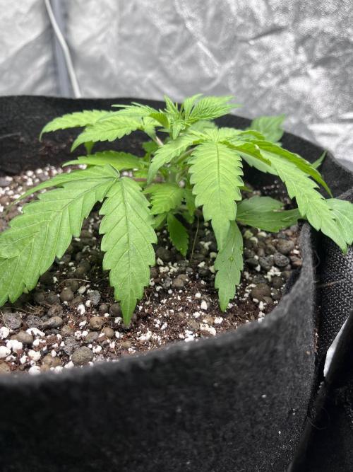 ethos/exotic/growers choice seeds. Week 3 - Original oreoz