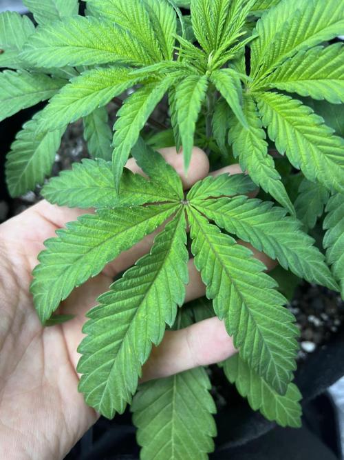 ethos/exotic/growers choice seeds. Week 3 - Grape balls of fire