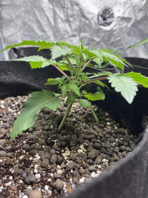 ethos/exotic/growers choice seeds. Week 3 - Sha-boink