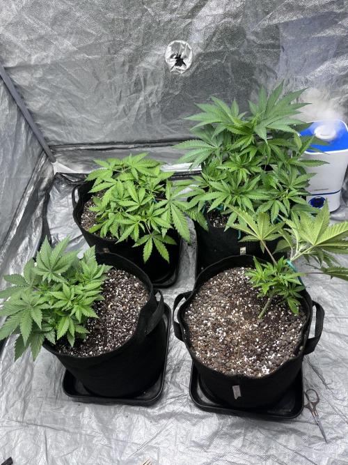 ethos/exotic/growers choice seeds. Week 4