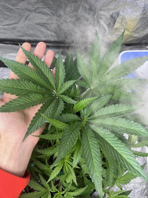 ethos/exotic/growers choice seeds. Week 4
