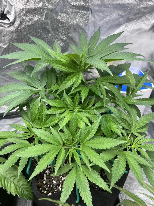 ethos/exotic/growers choice seeds. Week 4