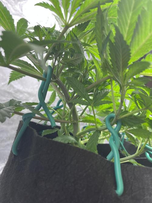 ethos/exotic/growers choice seeds. Week 4 - Strong stem
