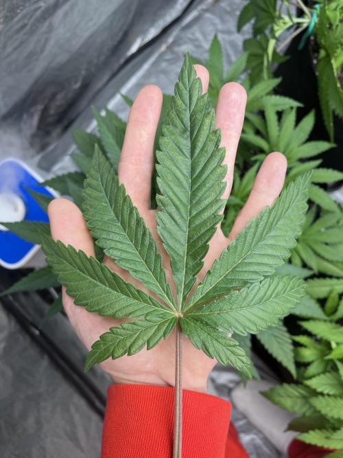 ethos/exotic/growers choice seeds. Week 4
