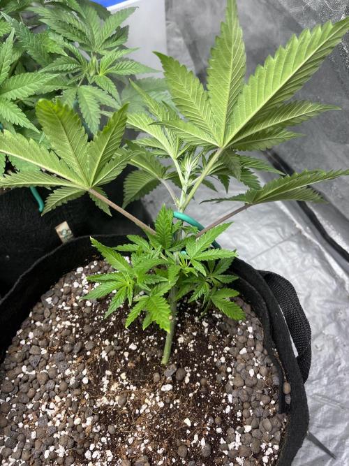 ethos/exotic/growers choice seeds. Week 4