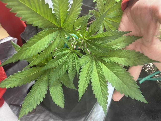 ethos/exotic/growers choice seeds. Week 4